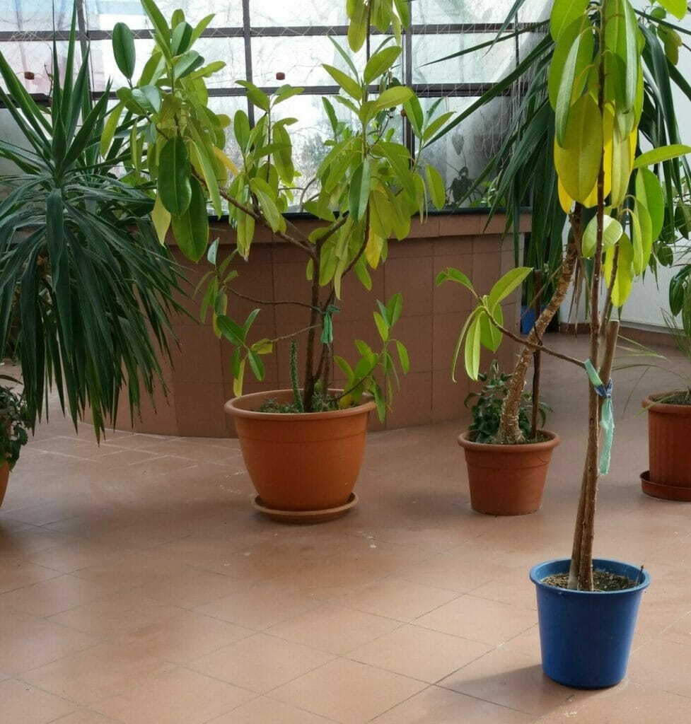 In der Bahnhofshalle fand Jules trotz der eisigen Kälte Palmen vor.