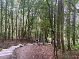 Ein Pfad in einem bewaldeten Gebiet.