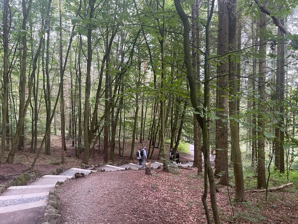 Ein Pfad in einem bewaldeten Gebiet.