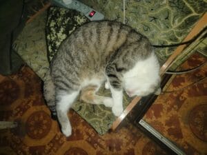 A cat sleeps curled up on a patterned rug next to a wooden frame, partially covered by a green blanket.